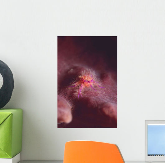 Squat Lobster Lauriea Siagiani Wall Decal