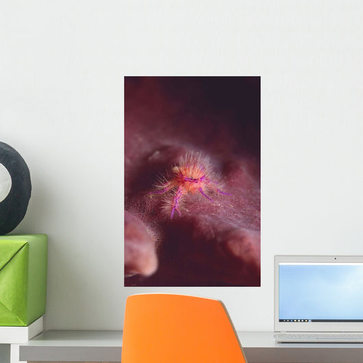 Squat Lobster Lauriea Siagiani Wall Decal
