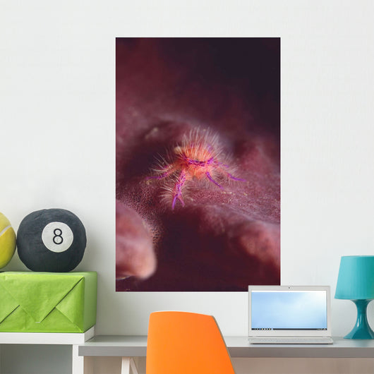 Squat Lobster Lauriea Siagiani Wall Decal