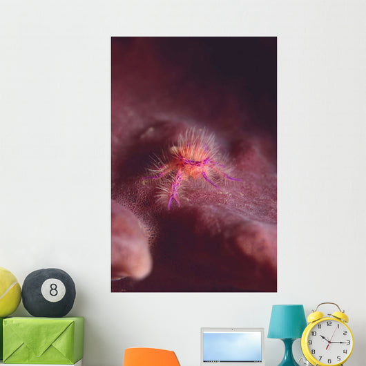 Squat Lobster Lauriea Siagiani Wall Decal