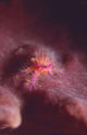 Squat Lobster Lauriea Siagiani Wall Decal