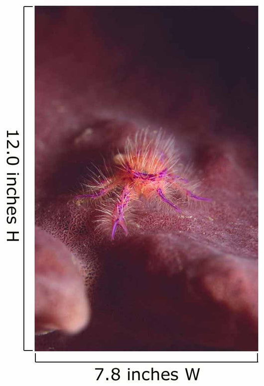 Squat Lobster Lauriea Siagiani Wall Decal
