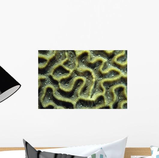 Structure Pattern Coral Tulamben Wall Decal
