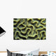 Structure Pattern Coral Tulamben Wall Decal