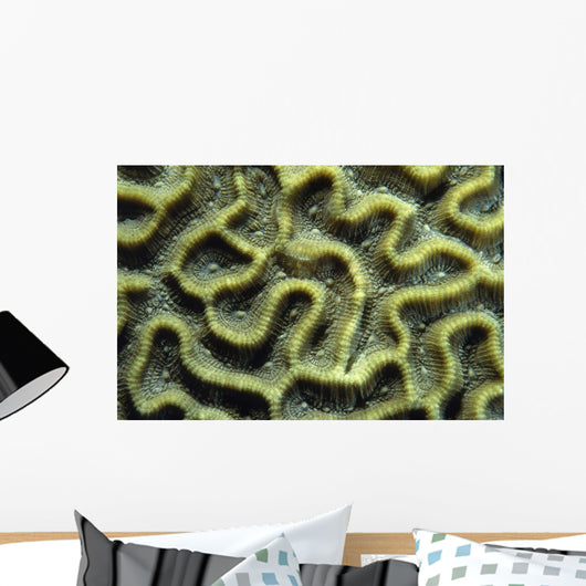 Structure Pattern Coral Tulamben Wall Decal