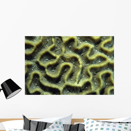 Structure Pattern Coral Tulamben Wall Decal