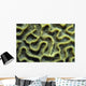 Structure Pattern Coral Tulamben Wall Decal