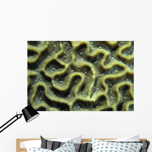 Structure Pattern Coral Tulamben Wall Decal
