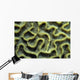 Structure Pattern Coral Tulamben Wall Decal