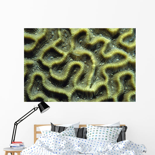 Structure Pattern Coral Tulamben Wall Decal