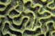 Structure Pattern Coral Tulamben Wall Decal
