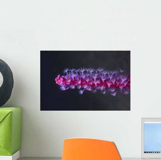 Colorful Soft Coral Tulamben Wall Decal