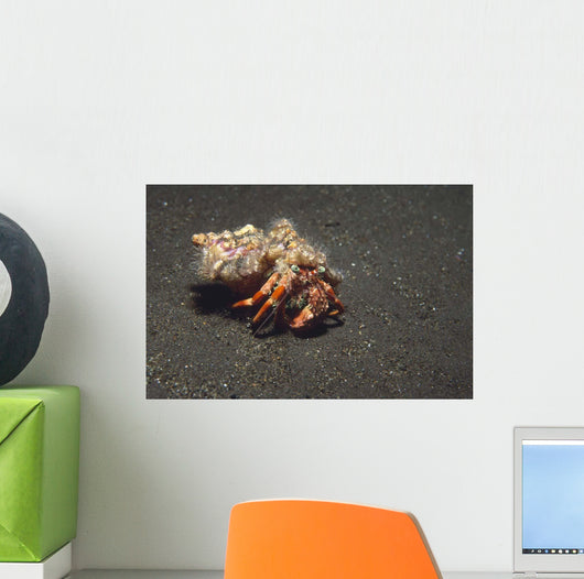 Anemone Hermit Crab Dardanus Wall Decal Design 2