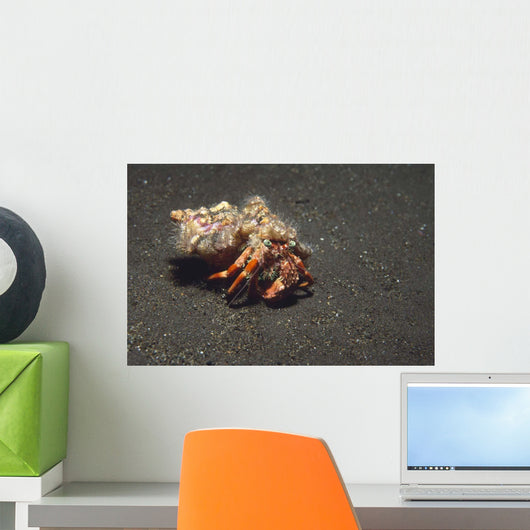 Anemone Hermit Crab Dardanus Wall Decal Design 2