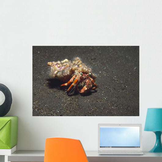 Anemone Hermit Crab Dardanus Wall Decal Design 2