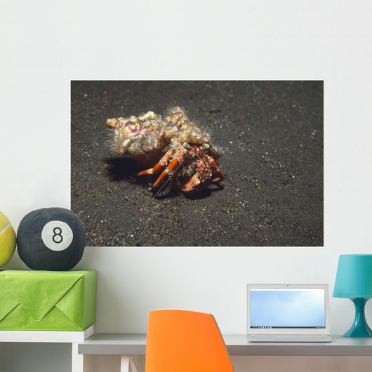 Anemone Hermit Crab Dardanus Wall Decal Design 2