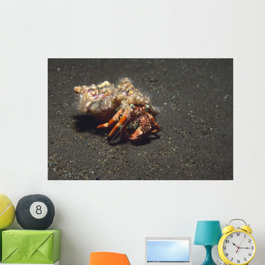 Anemone Hermit Crab Dardanus Wall Decal Design 2