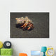 Anemone Hermit Crab Dardanus Wall Decal Design 2