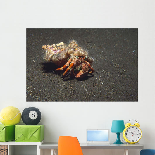 Anemone Hermit Crab Dardanus Wall Decal Design 2