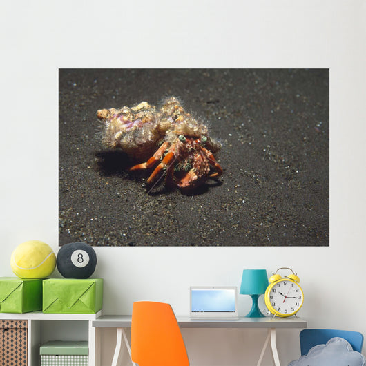 Anemone Hermit Crab Dardanus Wall Decal Design 2