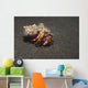 Anemone Hermit Crab Dardanus Wall Decal Design 2