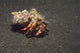 Anemone Hermit Crab Dardanus Wall Decal Design 2