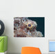 Eye Flathead Scorpionfish Scorpaenopsis Wall Decal
