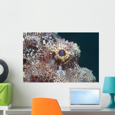 Eye Flathead Scorpionfish Scorpaenopsis Wall Decal shown on a wall