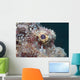 Eye Flathead Scorpionfish Scorpaenopsis Wall Decal