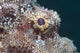 Eye Flathead Scorpionfish Scorpaenopsis Wall Decal