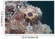 Eye Flathead Scorpionfish Scorpaenopsis Wall Decal