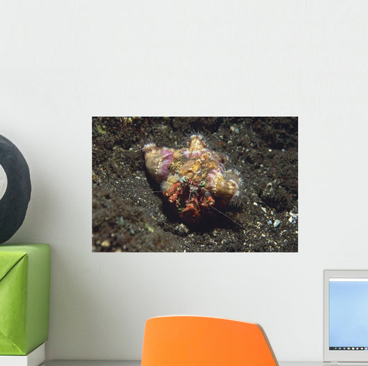 Anemone Hermit Crab Dardanus Wall Decal Design 1