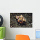Anemone Hermit Crab Dardanus Wall Decal Design 1