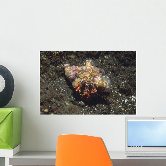 Anemone Hermit Crab Dardanus Wall Decal Design 1