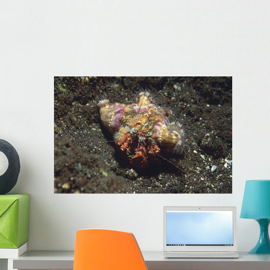 Anemone Hermit Crab Dardanus Wall Decal Design 1