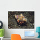Anemone Hermit Crab Dardanus Wall Decal Design 1