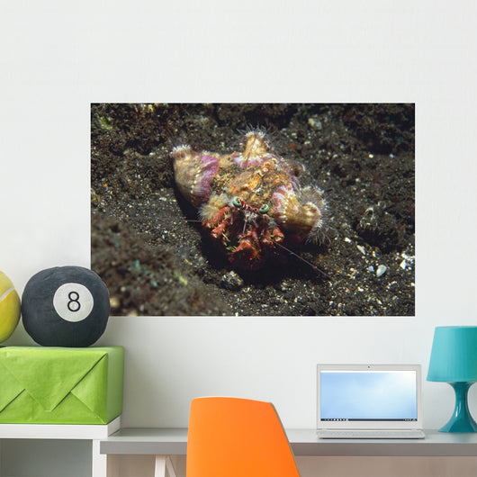 Anemone Hermit Crab Dardanus Wall Decal Design 1