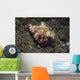 Anemone Hermit Crab Dardanus Wall Decal Design 1