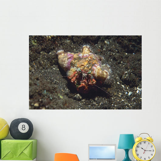 Anemone Hermit Crab Dardanus Wall Decal Design 1