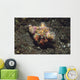 Anemone Hermit Crab Dardanus Wall Decal Design 1