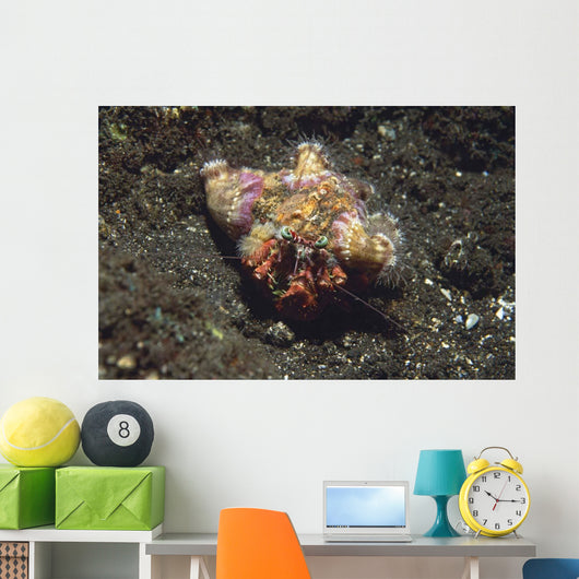 Anemone Hermit Crab Dardanus Wall Decal Design 1