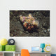Anemone Hermit Crab Dardanus Wall Decal Design 1