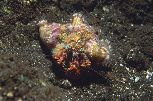 Anemone Hermit Crab Dardanus Wall Decal Design 1