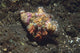 Anemone Hermit Crab Dardanus Wall Decal Design 1