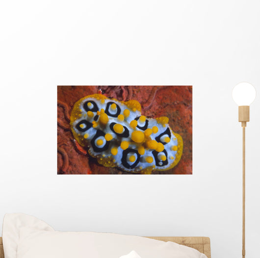 Nudibranch Chromodoris Sp Wall Decal Design 1