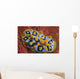 Nudibranch Chromodoris Sp Wall Decal Design 1