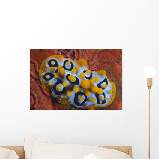 Nudibranch Chromodoris Sp Wall Decal Design 1