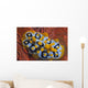 Nudibranch Chromodoris Sp Wall Decal Design 1