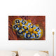 Nudibranch Chromodoris Sp Wall Decal Design 1