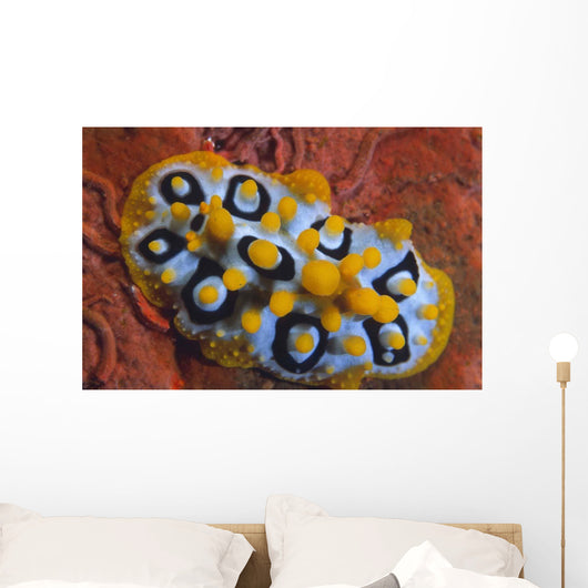Nudibranch Chromodoris Sp Wall Decal Design 1